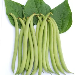 Zaden: stamslaboon (prinsessenboon) maxi|ohgreen Hot