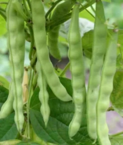 Zaden: stokslaboon uit mechelen|ohgreen Discount