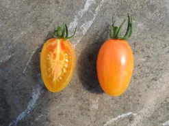 Zaden: tomaat blush|ohgreen Discount