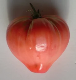 Zaden: tomaat coeur de boeuf rose|ohgreen Hot