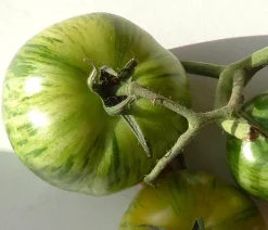 Zaden: tomaat green zebra|ohgreen