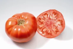 Zaden: tomaat marmande|ohgreen New