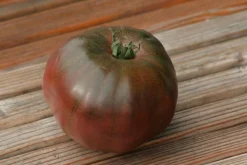 Zaden: tomaat noire russe charboneuse|ohgreen Discount