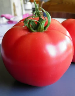 Zaden: tomaat rose de berne|ohgreen Outlet