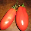 Zaden: tomaat san marzano|ohgreen Discount