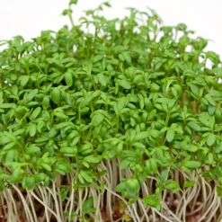 Zaden: tuinkers alénois|ohgreen Best