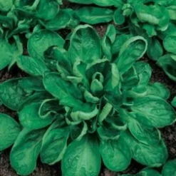 Zaden: veldsla coquille de louviers|ohgreen Hot