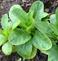 Zaden: veldsla vit|ohgreen Hot