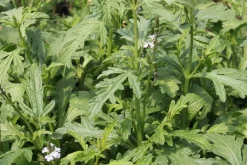 Zaden: verbena officinalis|ohgreen Discount