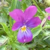 Zaden: viooltje wild|ohgreen Clearance