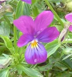 Zaden: viooltje wild|ohgreen Clearance