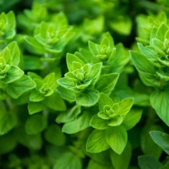 Zaden: wilde marjolein|ohgreen Clearance