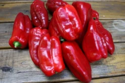 Zaden: zachte paprika uit spanje|ohgreen Outlet