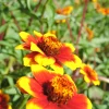 Zaden: zinnia perzisch tapijt|ohgreen Clearance