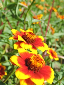 Zaden: zinnia perzisch tapijt|ohgreen Clearance