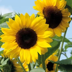 Zaden: zonnebloem decoratieve mengeling|ohgreen New