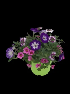 Zomerse bloeitrio p17|ohgreen