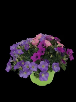 Zomerse bloeitrio p17|ohgreen