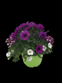 Zomerse bloeitrio p17|ohgreen