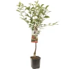 Zure kers prunus cerasus morello laagstam|ohgreen Sale